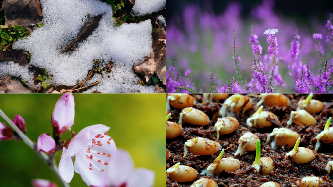 冬去春来冰雪融化春天立春春分万物生长花开