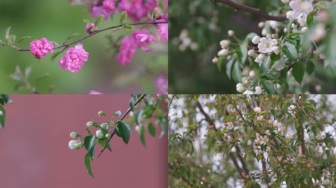 4K空境素材 樱花 榆叶梅 山荆子 李树