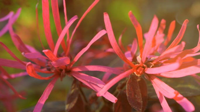 高画质 红色植物 红花檵木