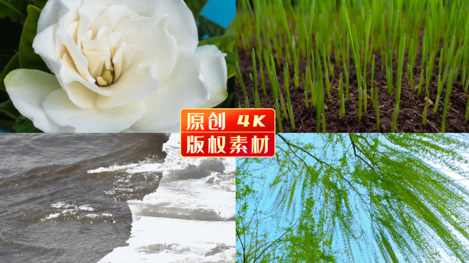 春天惊蛰 百花齐放 冰雪融化延时摄影