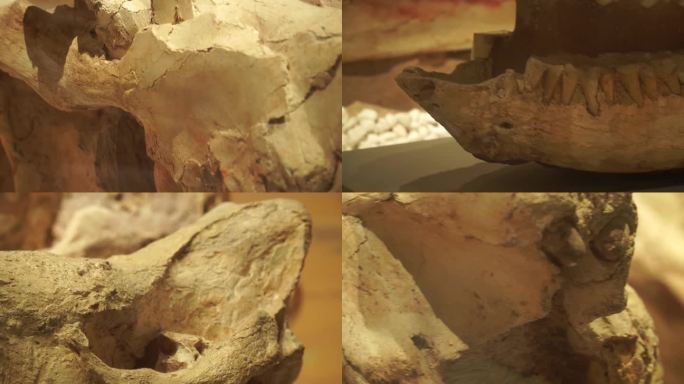 镜头合集动物头骨牙齿化石远古生物(2)