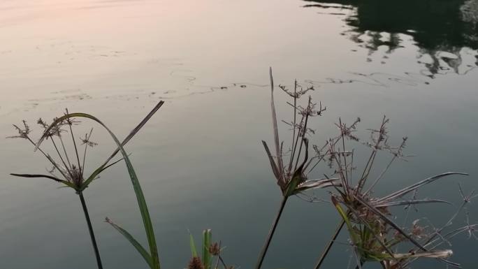 自然溪流 水体波浪 水泛光的水面水面泛光