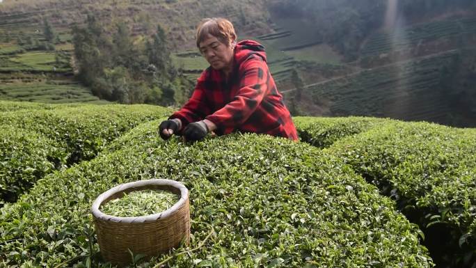 茶叶茶绿茶采茶茶山春茶茶园实拍