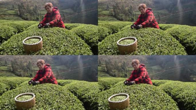 茶叶茶绿茶采茶茶山春茶茶园实拍
