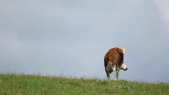 牛儿在坡上吃草