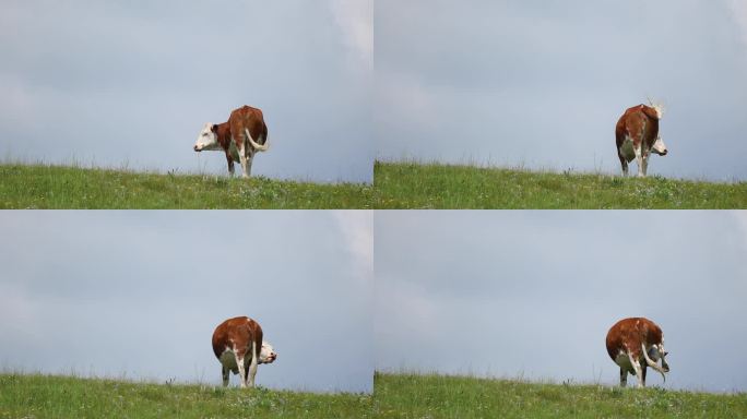 牛儿在坡上吃草