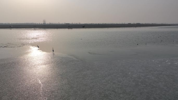 滹沱河白鹭