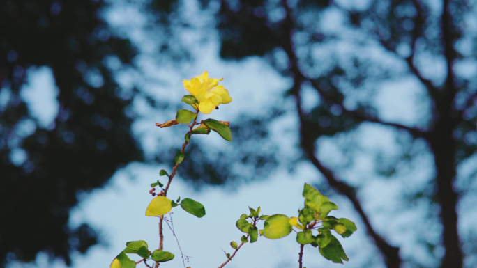 一朵小黄花