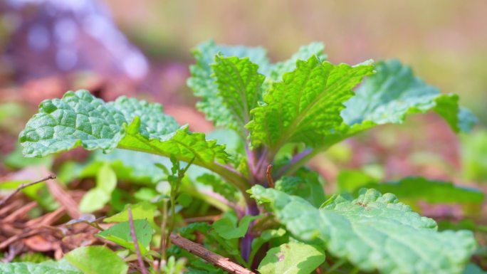 中草药、荔枝草