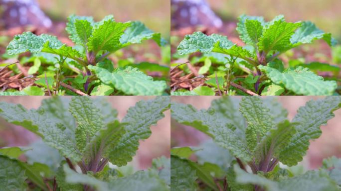 中草药、荔枝草