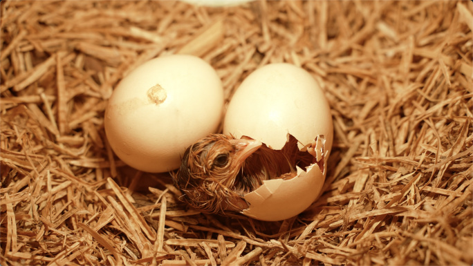 小鸡出壳小鸡孵化小鸡从蛋壳爬出来生命出生