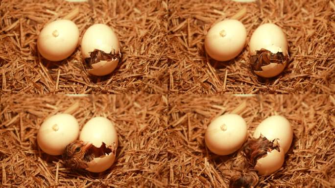 小鸡出壳小鸡孵化小鸡从蛋壳爬出来生命出生