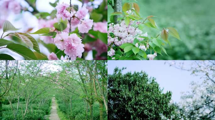 春天花朵 茶叶嫩芽