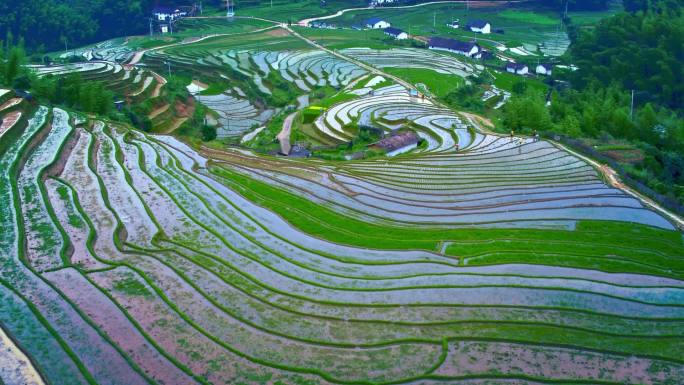 梯田 劳作 大山 航拍 水稻 生态 农耕