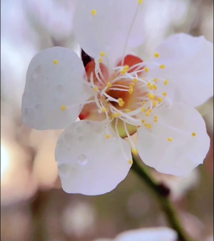 白梅花特写