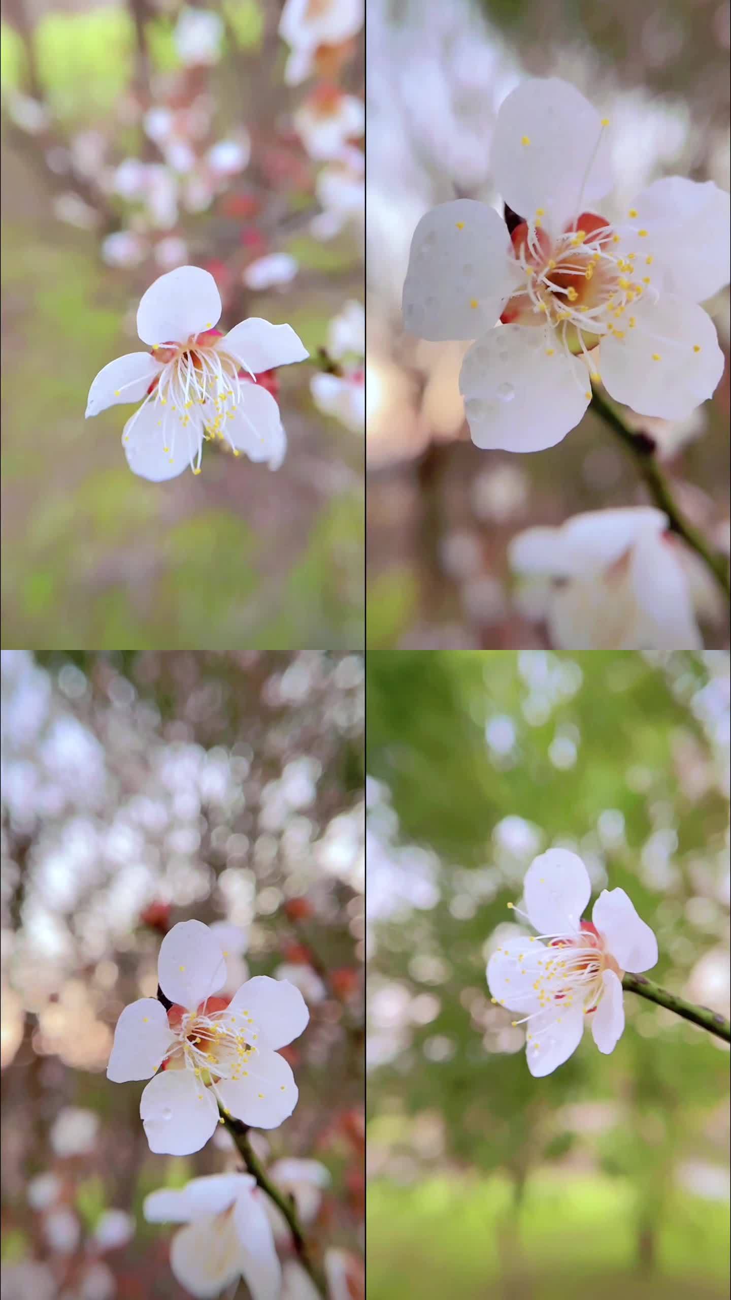 白梅花特写