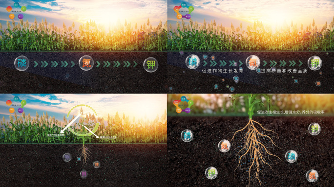 农业化肥广告植物根系肥料吸收AE模板