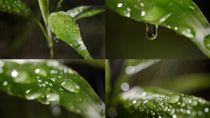 雨水雨滴植物春雨惊蛰谷雨