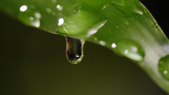 雨水雨滴植物春雨惊蛰谷雨