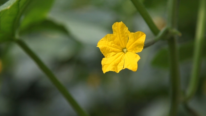 蔬菜大棚黄瓜种植