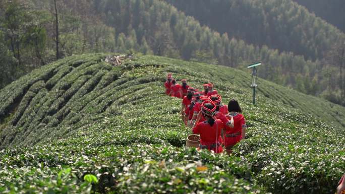 广西农业有机茶业