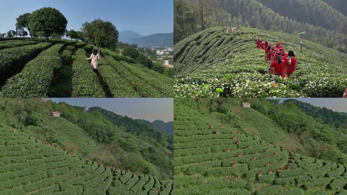 广西农业有机茶业
