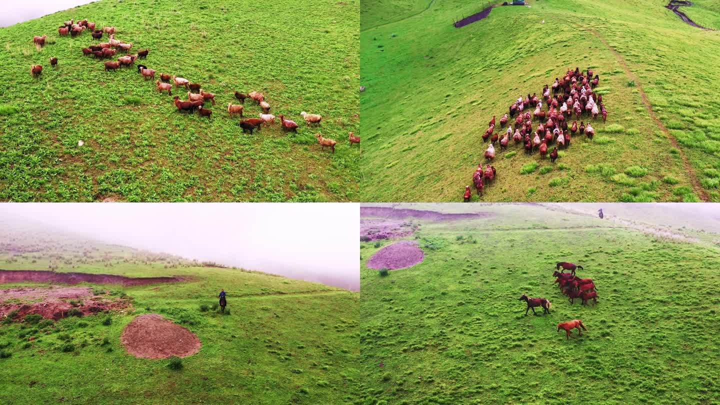 新疆草原羊群放养牧民放牧游牧