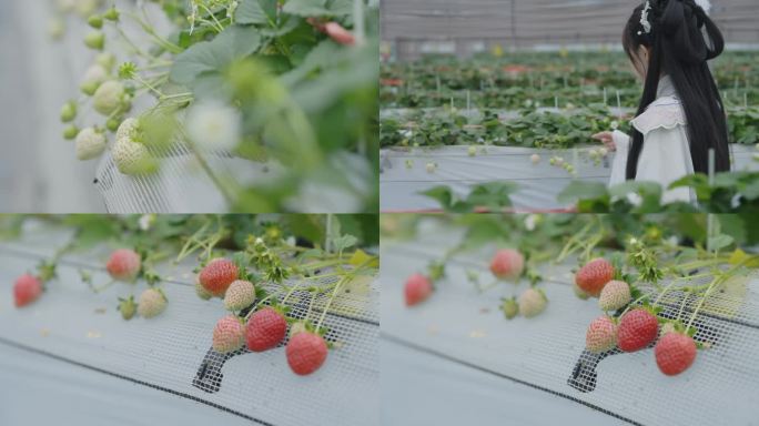 【高清50P】草莓园草莓成熟摘草莓