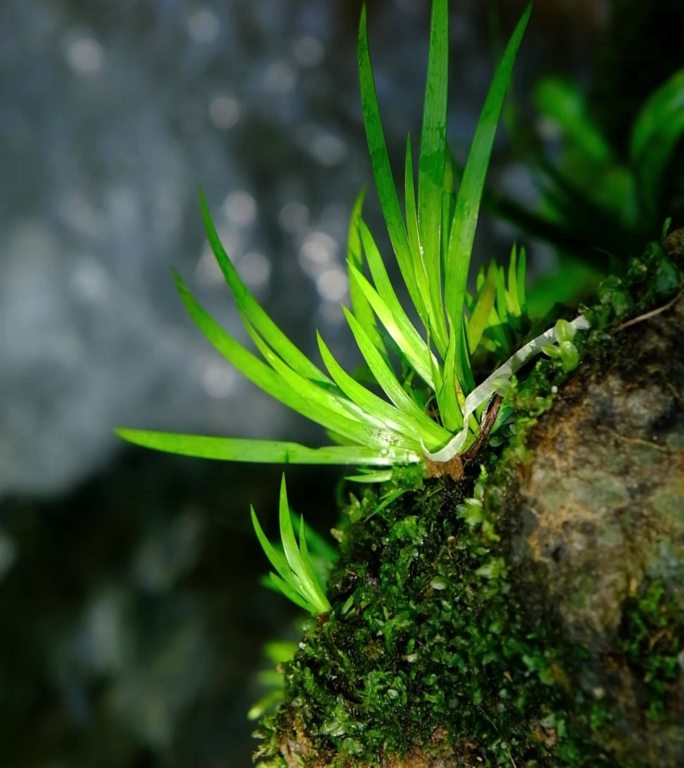 绿植溪石苔藓