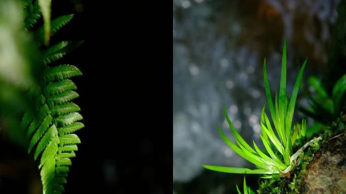 绿植溪石苔藓