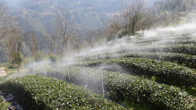 茶园进行水肥一体灌溉喷灌