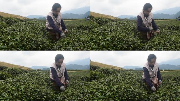 茶叶茶绿茶采茶茶山春茶茶园实拍