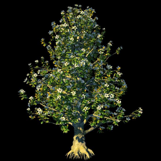 木兰树_alpha