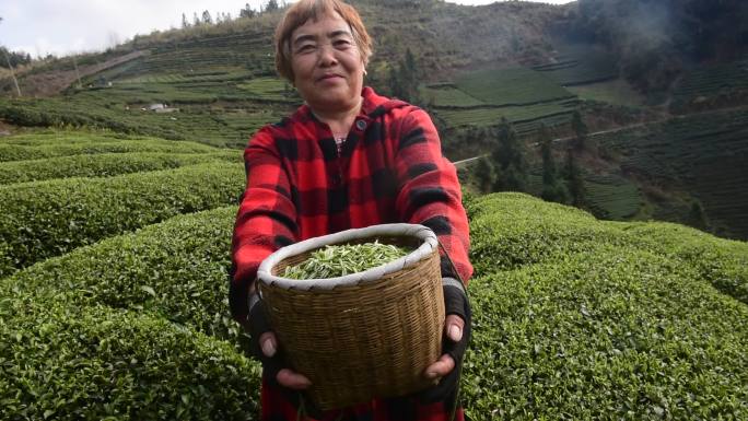 茶叶茶绿茶采茶茶山春茶茶园实拍