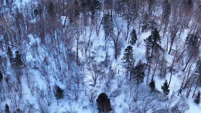 中国雪乡航拍远景大景冬季森林