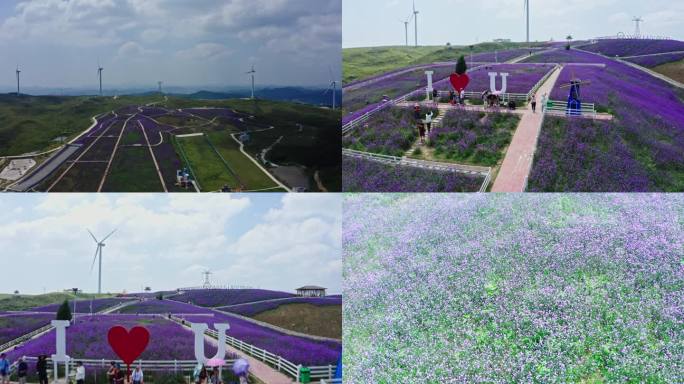 紫色花海 山顶花海 马鞭草 风车  花海