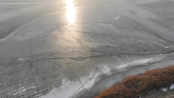 滹沱河白鹭