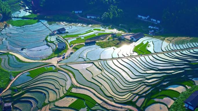 梯田 劳作 大山 航拍 水稻 生态 农耕