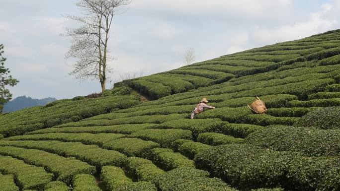 茶叶茶绿茶采茶茶山春茶茶园实拍