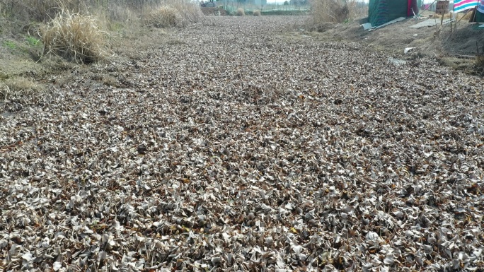 河道灌溉水葫芦凤眼莲冬季死亡清理