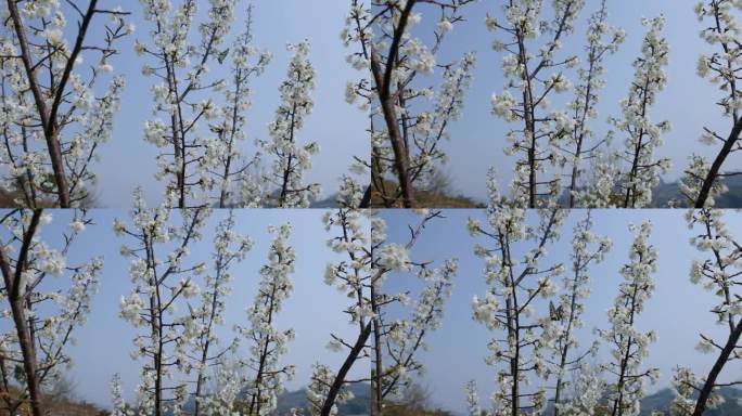 贵州春天风景