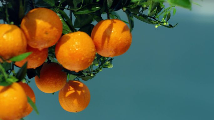 奉节脐橙 水果 果园 橙子