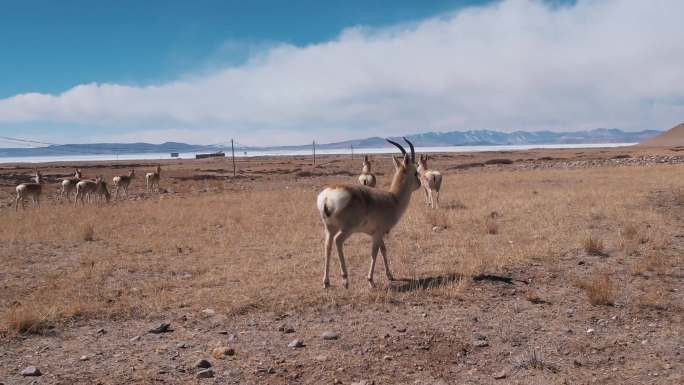 4K-西藏黄羊近距离航拍