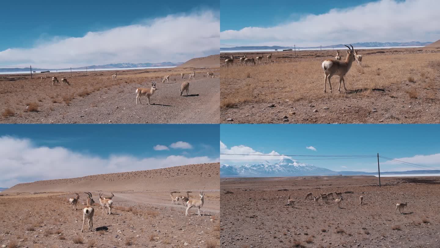 4K-西藏黄羊近距离航拍