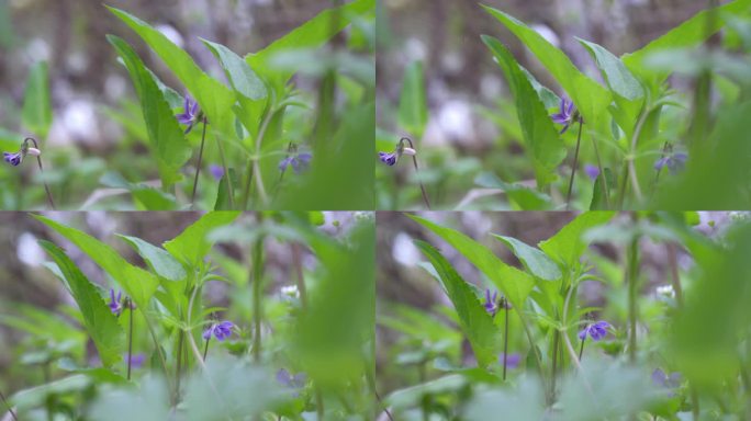 紫花地丁