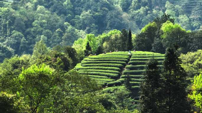 四川雅安大地指纹茶山航拍春天茶山风景