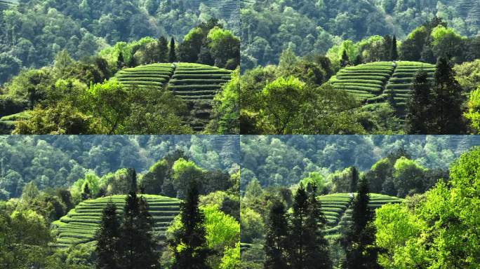 四川雅安大地指纹茶山航拍春天茶山风景