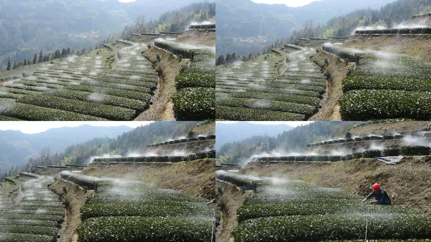 茶园进行水肥一体灌溉喷灌