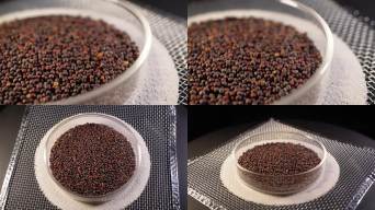 【镜头合集】碧玉小白菜种子蔬菜种子(2)