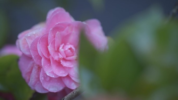 4K雨中唯美山茶花